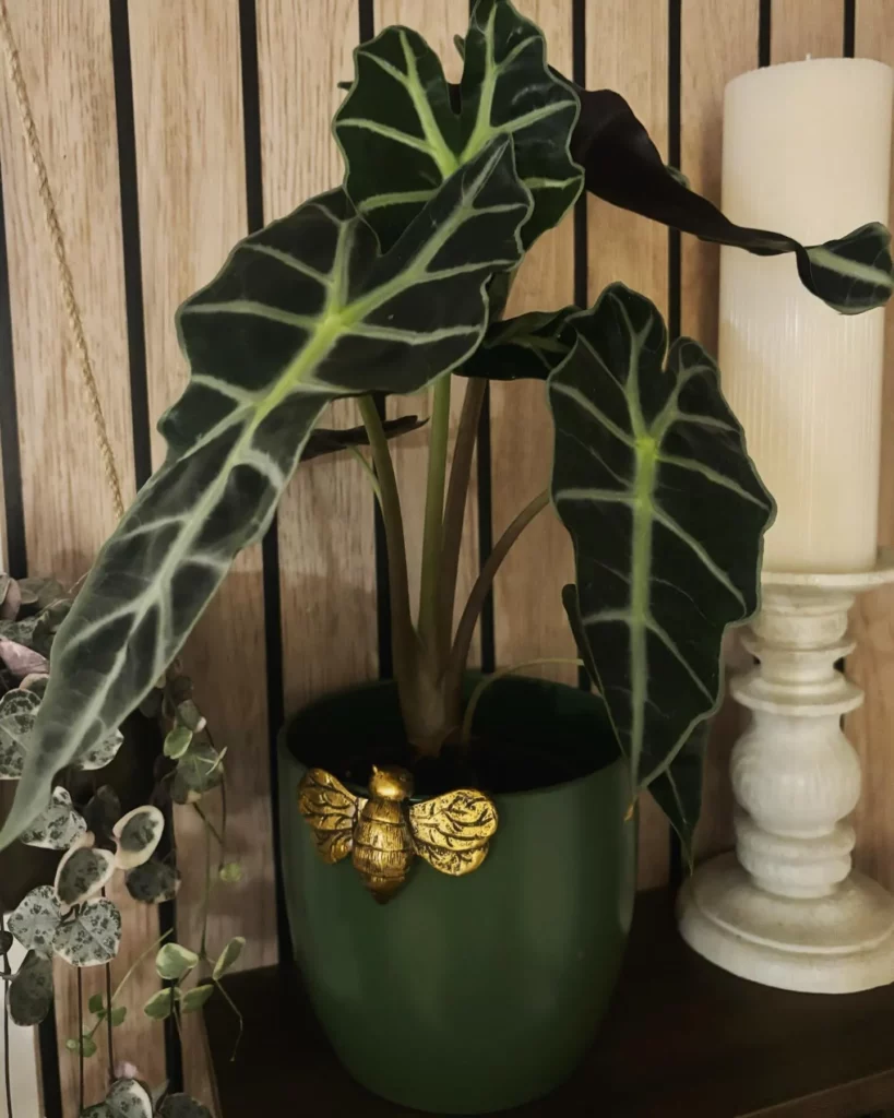 African Mask Plant In Green Color Pot Displayed at Garden Area