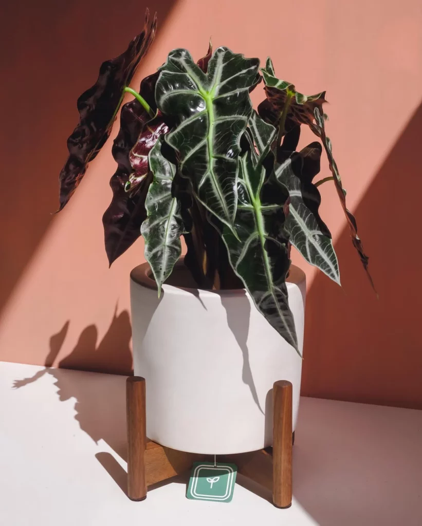 African Mask Plant In White Concrete Pot Displayed On Wooden Stand