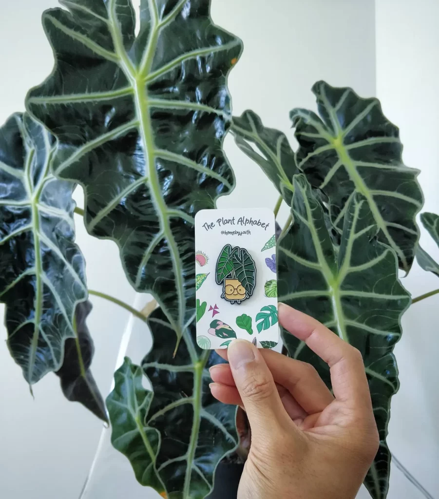 Close View of African Mask Plant with Big Leaves