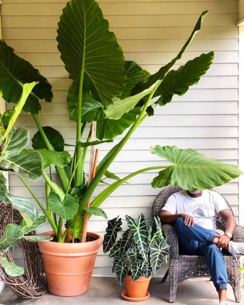 African Mask Plant In Terracotta Pot with Drainage Tray Displayed with Other Indoor Plants at Garden Area and a Man Sitting in Chair Nearby
