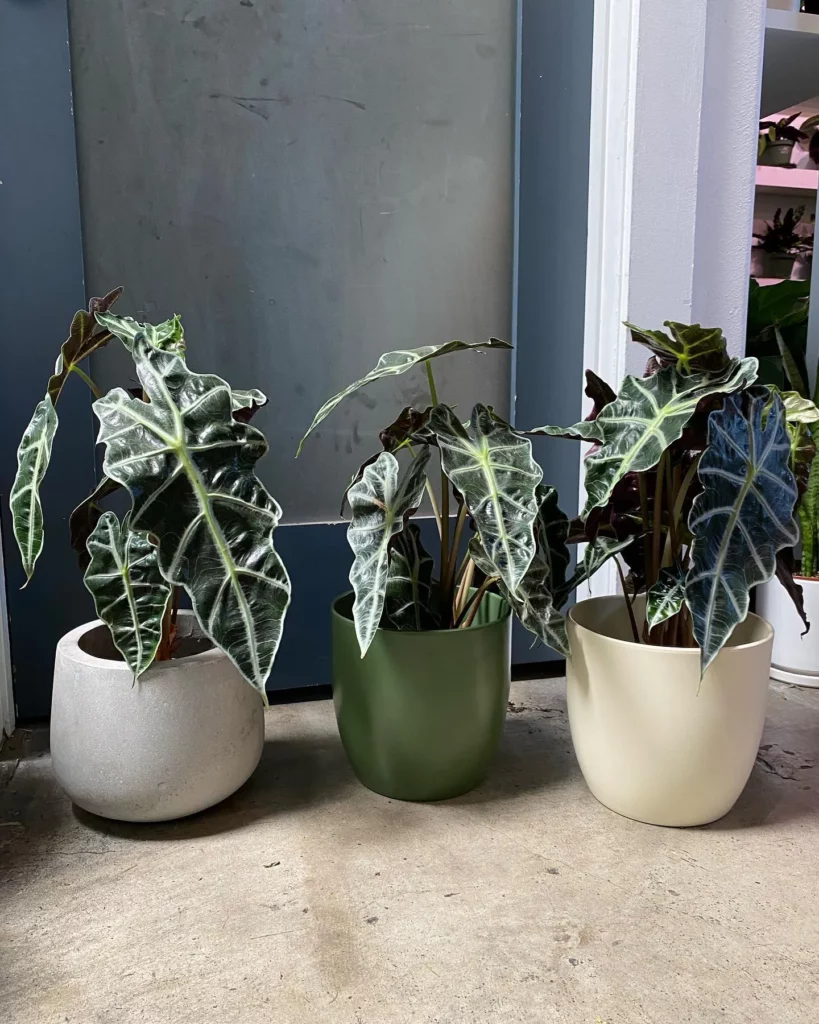 African Mask Plants with Big Leaves In Round Pots Displayed at Home Garden Area