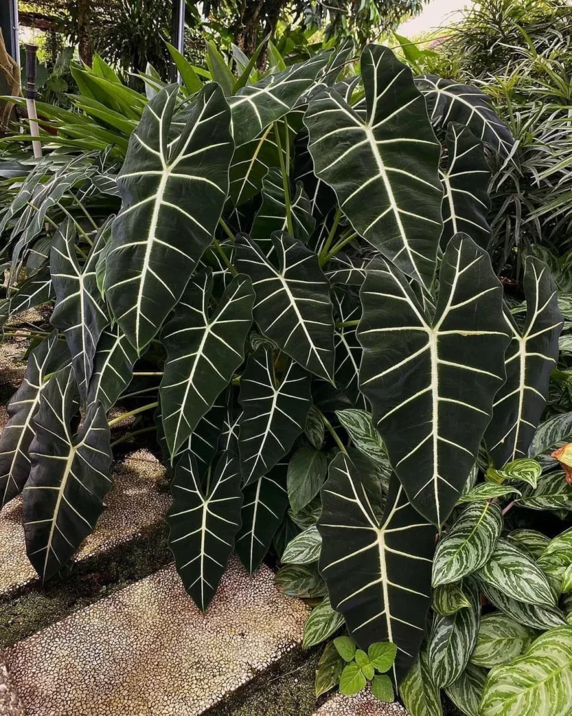 African Mask Plant with Striking Big Leaves Growing at Garden Area