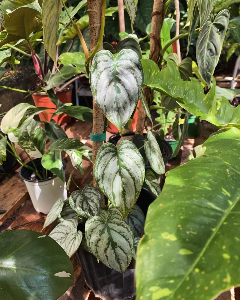 Philodendron Painted Lady Plant Growing along with Other Plants at Garden Area