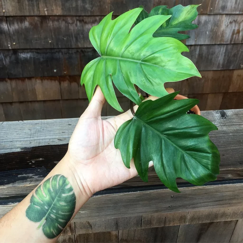 Philodendron Tahiti Plant In Terracotta Pot Displayed on Wooden Rack at Garden Area
