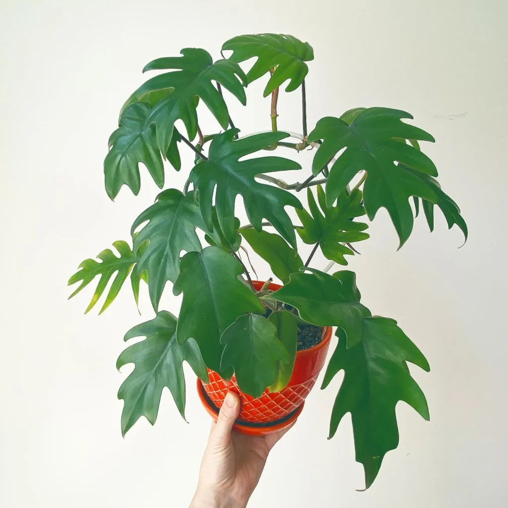Philodendron Tahiti Plant In Red Ceramic Pot with Drainage Tray Held In Human Hand