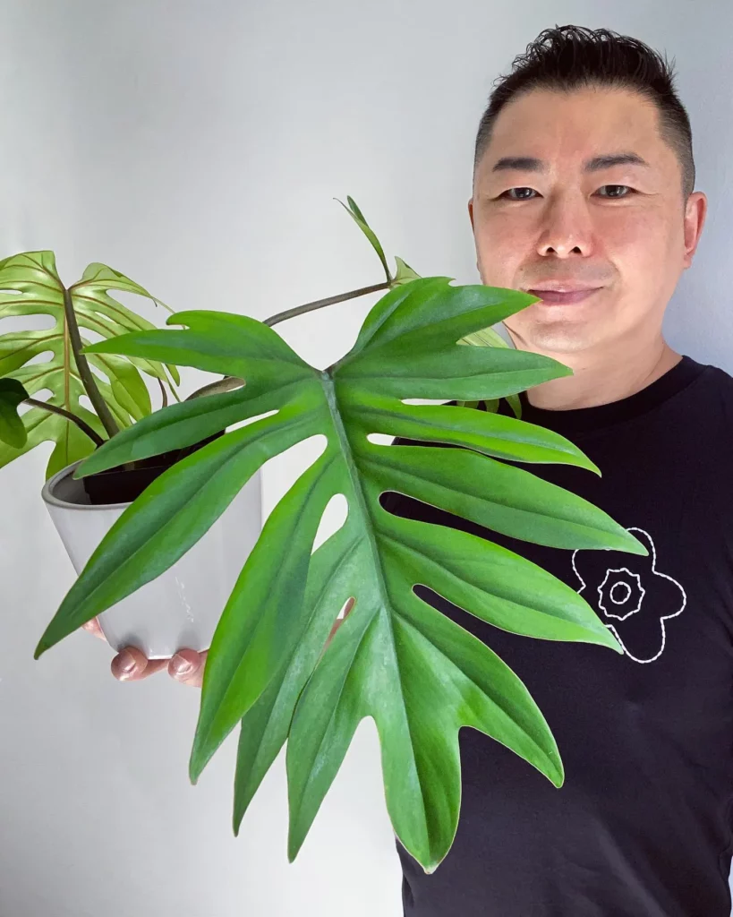 Man Taking Photo with 12" Tall Philodendron Tahiti Plant In White Ceramic Pot