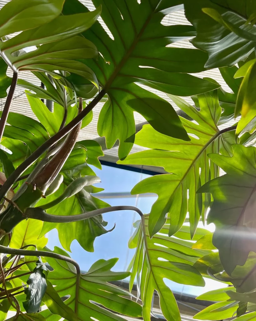 Close View of Philodendron Tahiti Plant Leaves