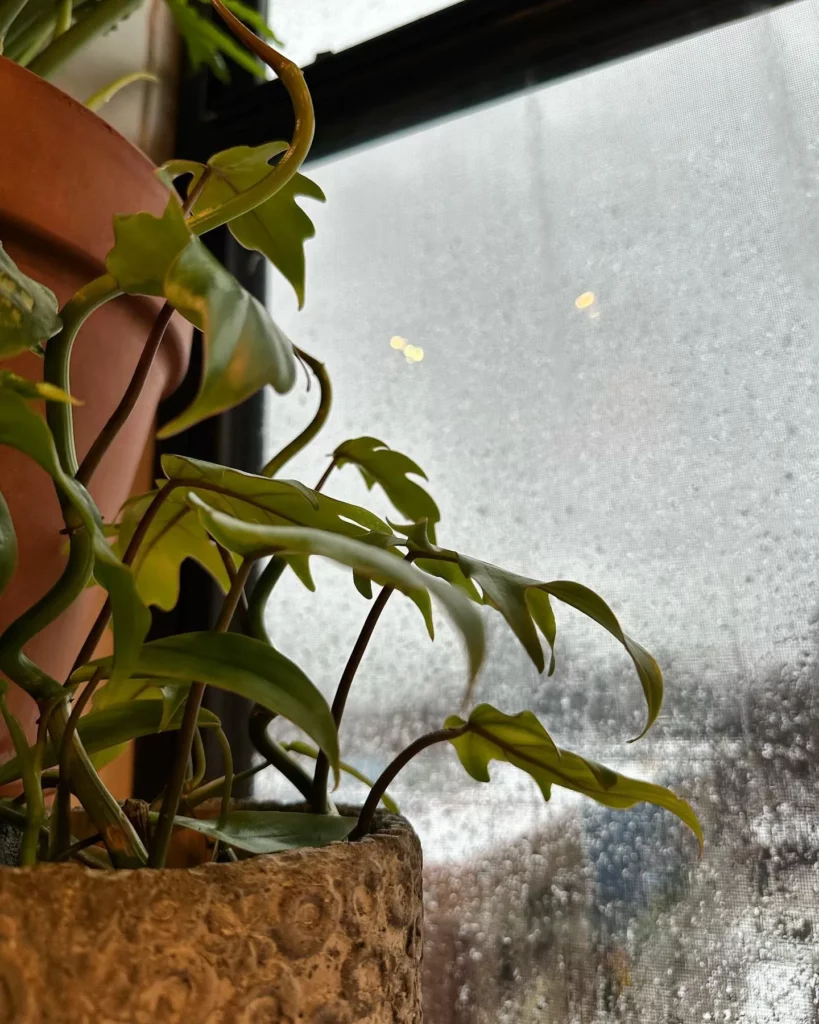 Philodendron Tahiti Plant In Terracotta Pot