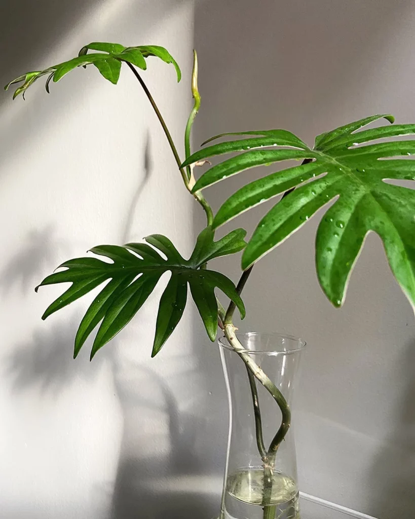 Philodendron Tahiti Plant Growing From Glass of Water at Home