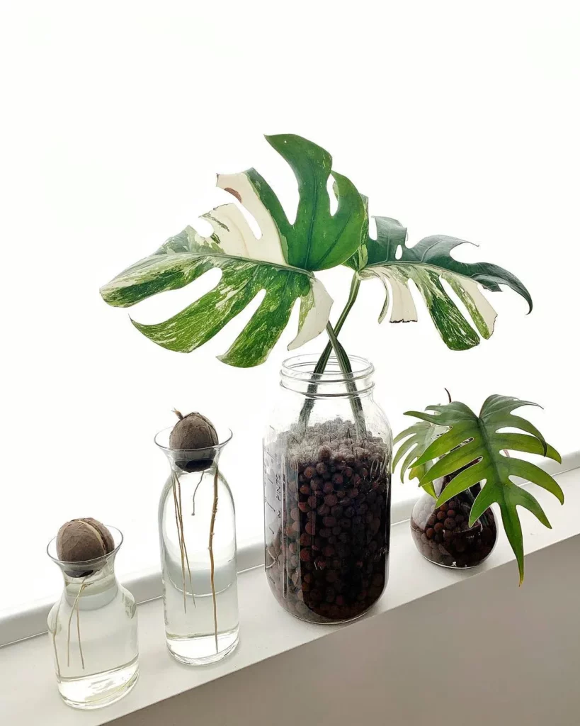 Philodendron Tahiti Plant In Glass Pot at Home Living Area
