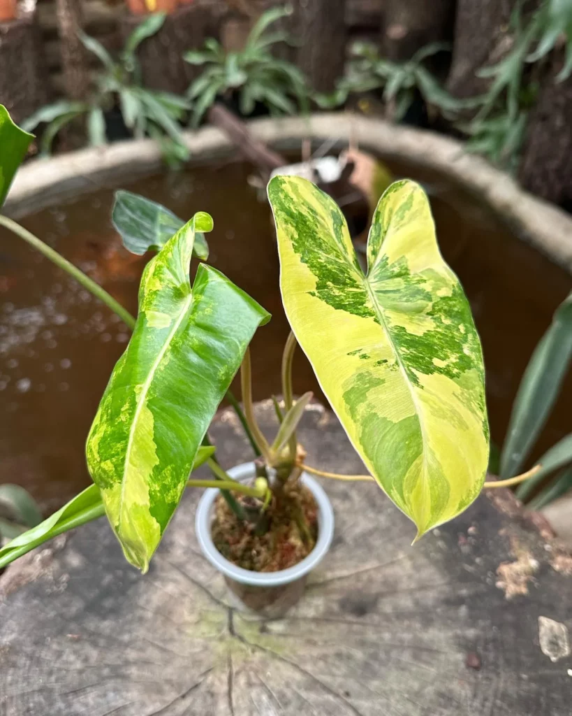 Top View of Philodendron Tahiti Plant at Garden Area