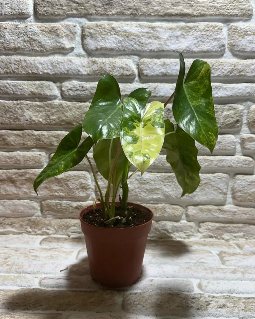 1 Feet Tall Philodendron Tahiti Plant In Round Pot Observing LED Grow Light