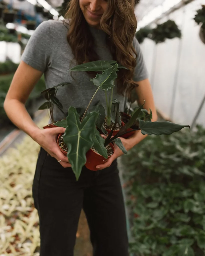 Teenage Girl Carrying Philodendron Tahiti Plants at Garden
