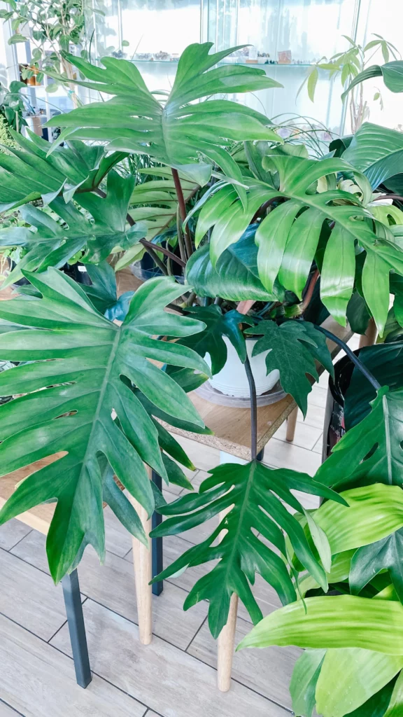 Philodendron Tahiti Plant In White Round Pot with Drainage Tray on Wooden Stand at Garden Area
