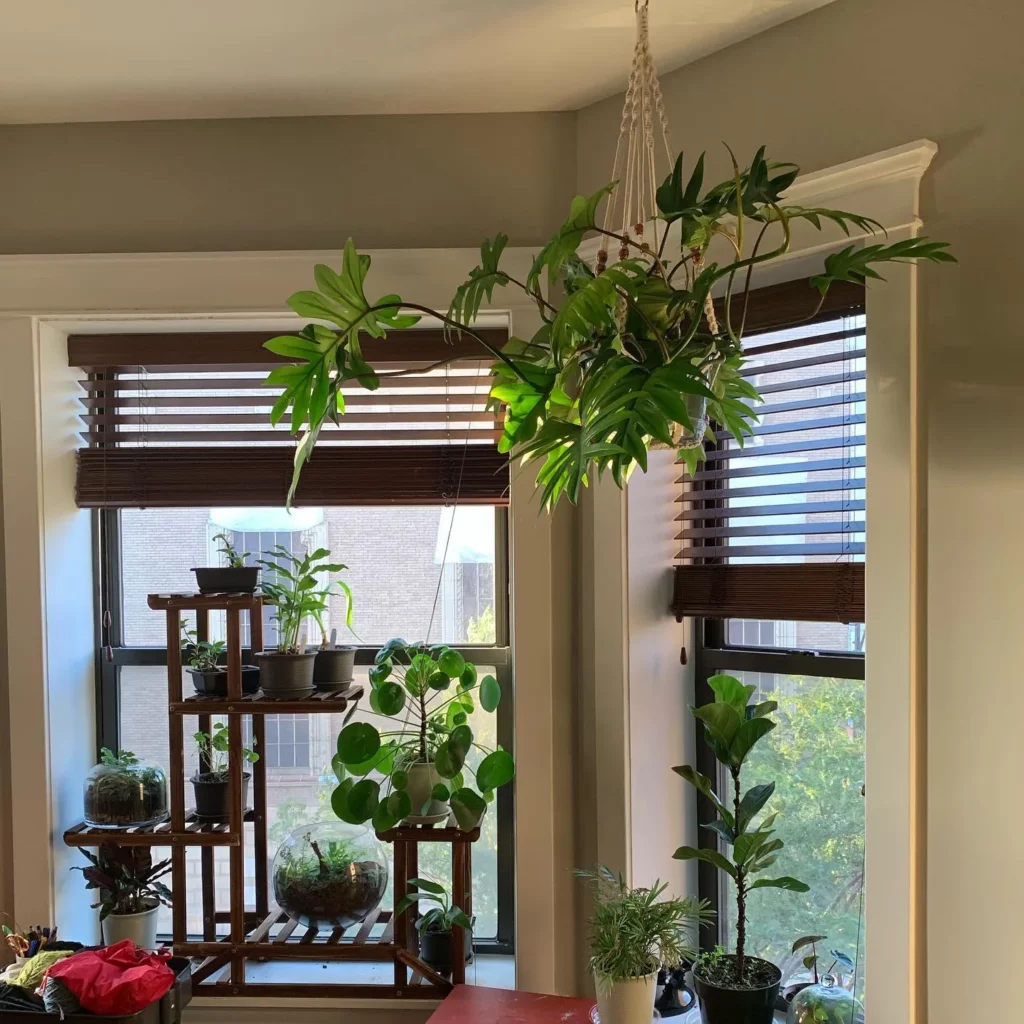 Philodendron Tahiti Plant Displayed with Other plants at Home Garden Area