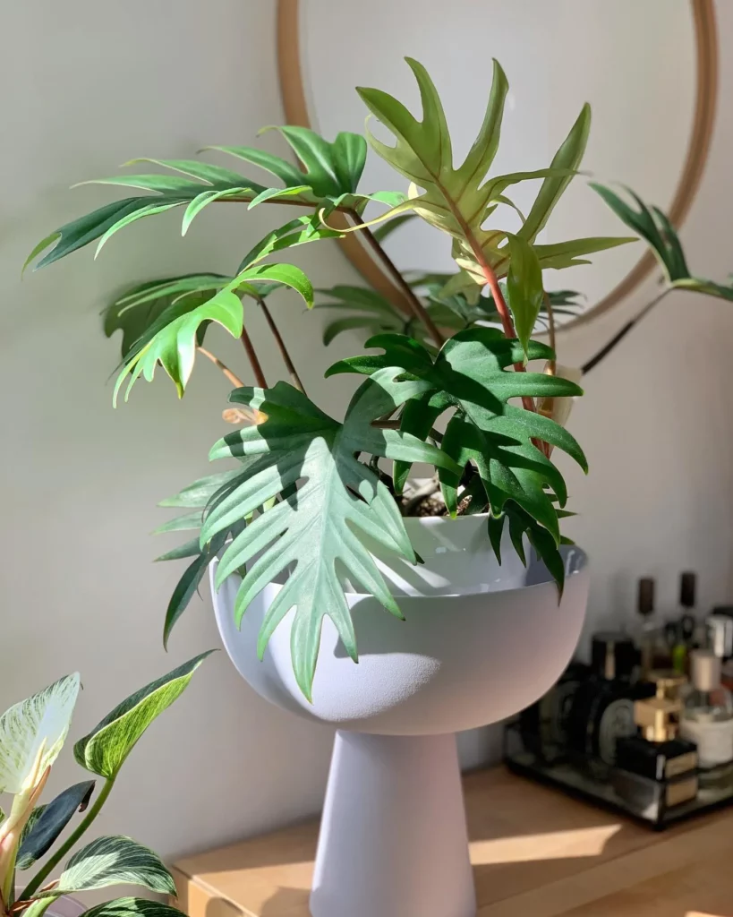 Philodendron Tahiti Plant In Ceramic Pot on Wooden Table at Home Living Area