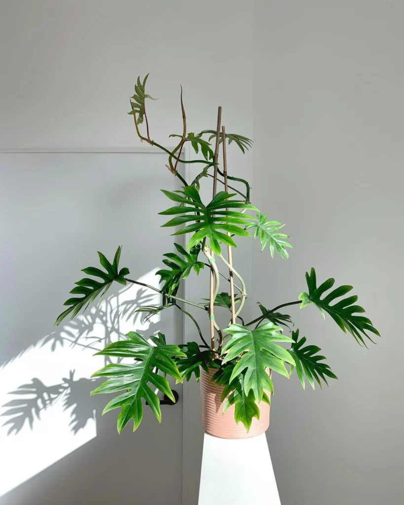 Philodendron Tahiti Plant with Support Stick In Round Ceramic Pot on Wall Observing Sunlight at Home