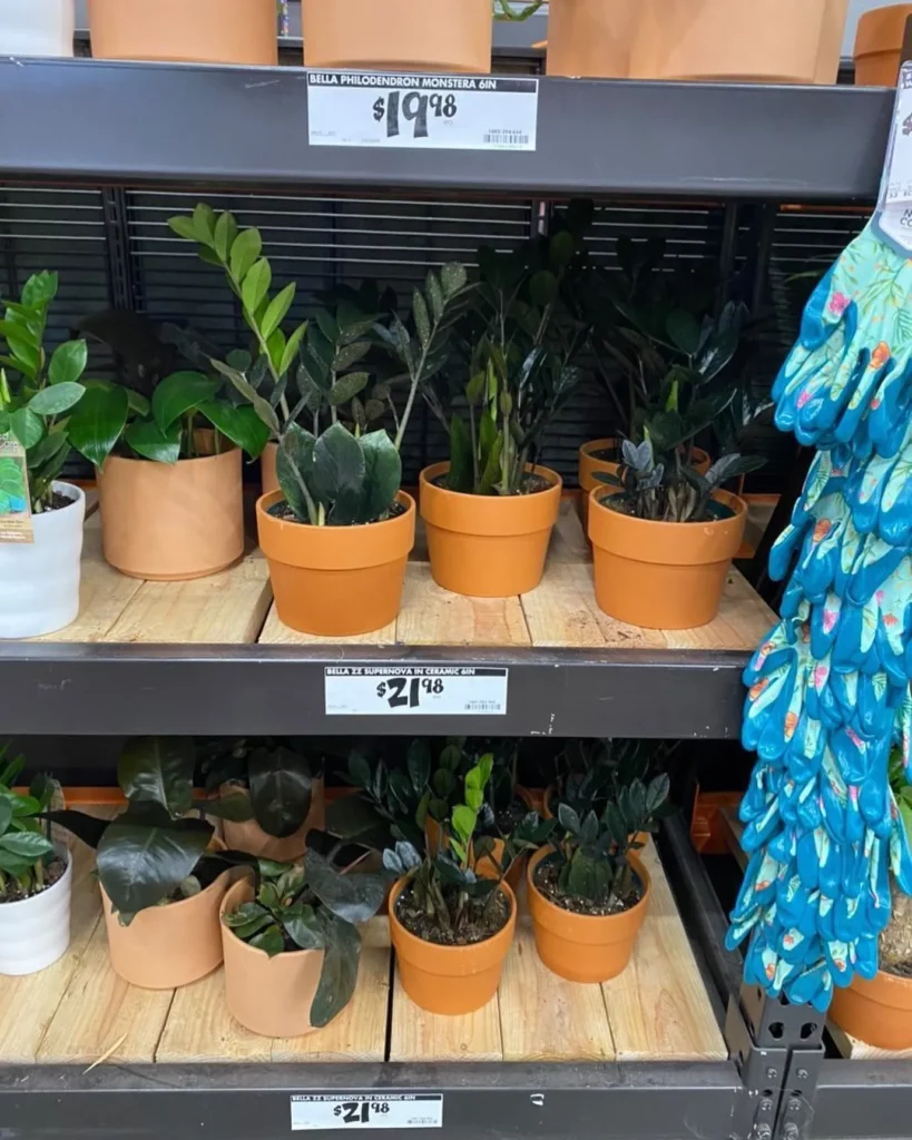 Super Nova ZZ Plant In Terracotta Pot Displayed with Other Indoor Plants on Shelves at Garden