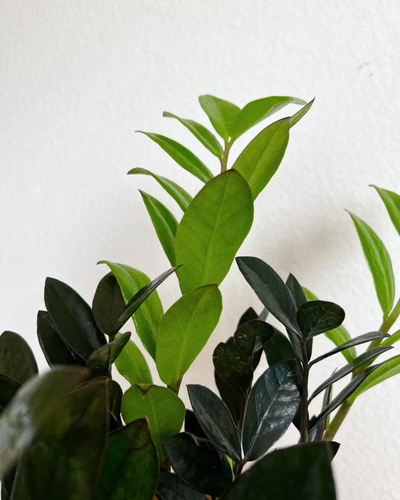 Close View of Super Nova ZZ Plant Leaves