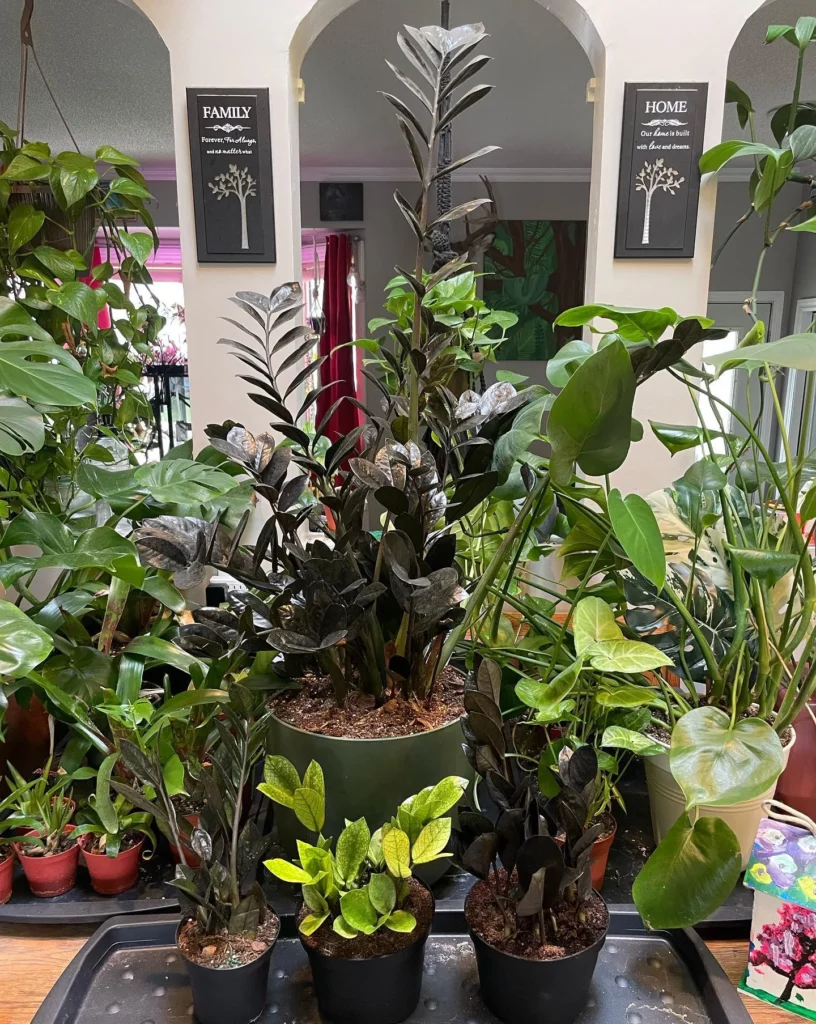 Super Nova ZZ Plant Displayed along with Other Houseplants at Home Garden Area