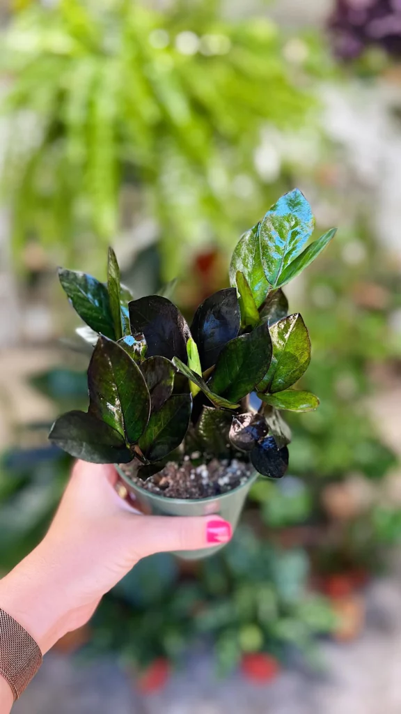 Close up Photo of Super Nova ZZ Plant In Green Color Pot Held In Human Hand