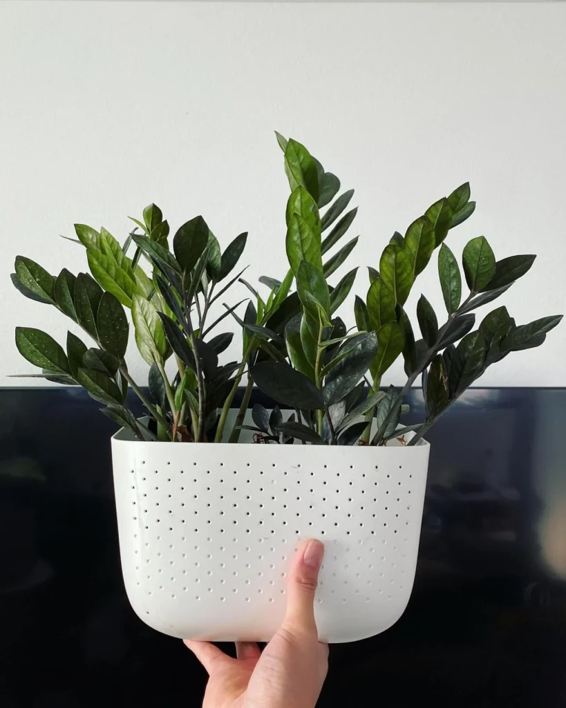 Super Nova ZZ Plants In White Pot Held In Human Hand