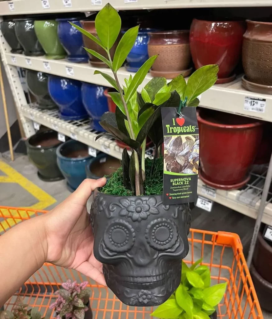 Super Nova ZZ Plant In Decorated Pot at Garden Area
