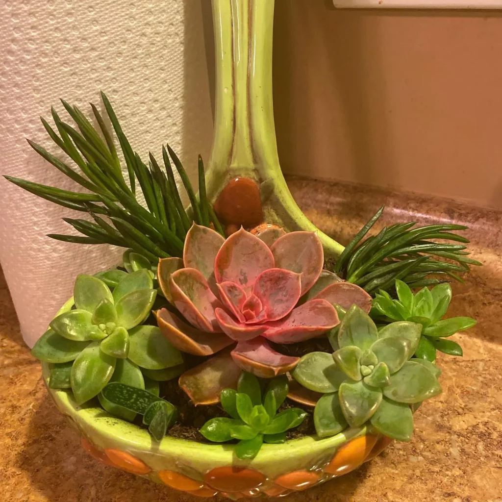 Bunny Succulent Growing Along with Other Indoor Plants In Same Ceramic Pot Observing Electric Lamp Light at Home Living Area