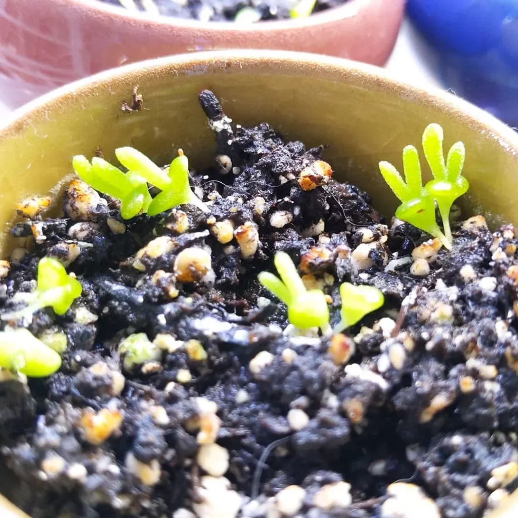 Close up Photo of Bunny Succulents
