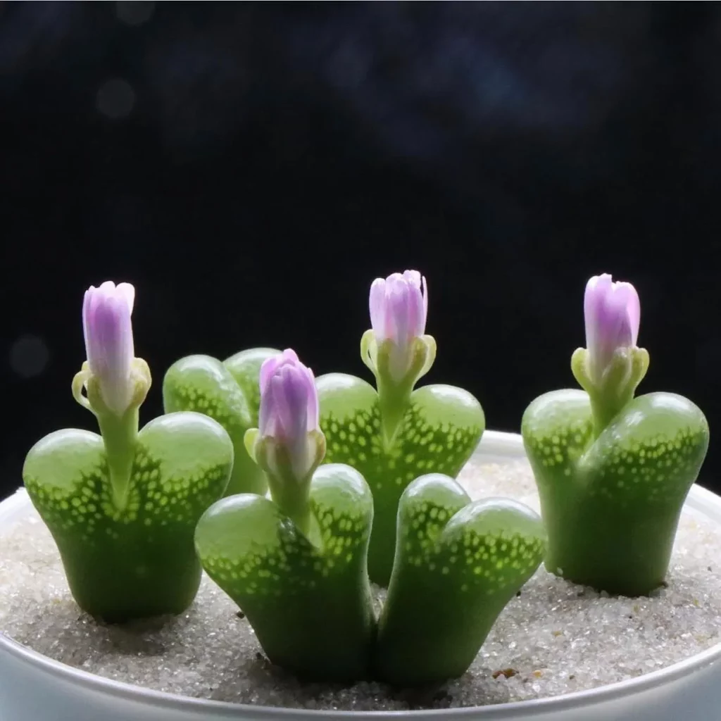 3" Tall Bunny Succulents In White Round Pot Observing LED Grow Light