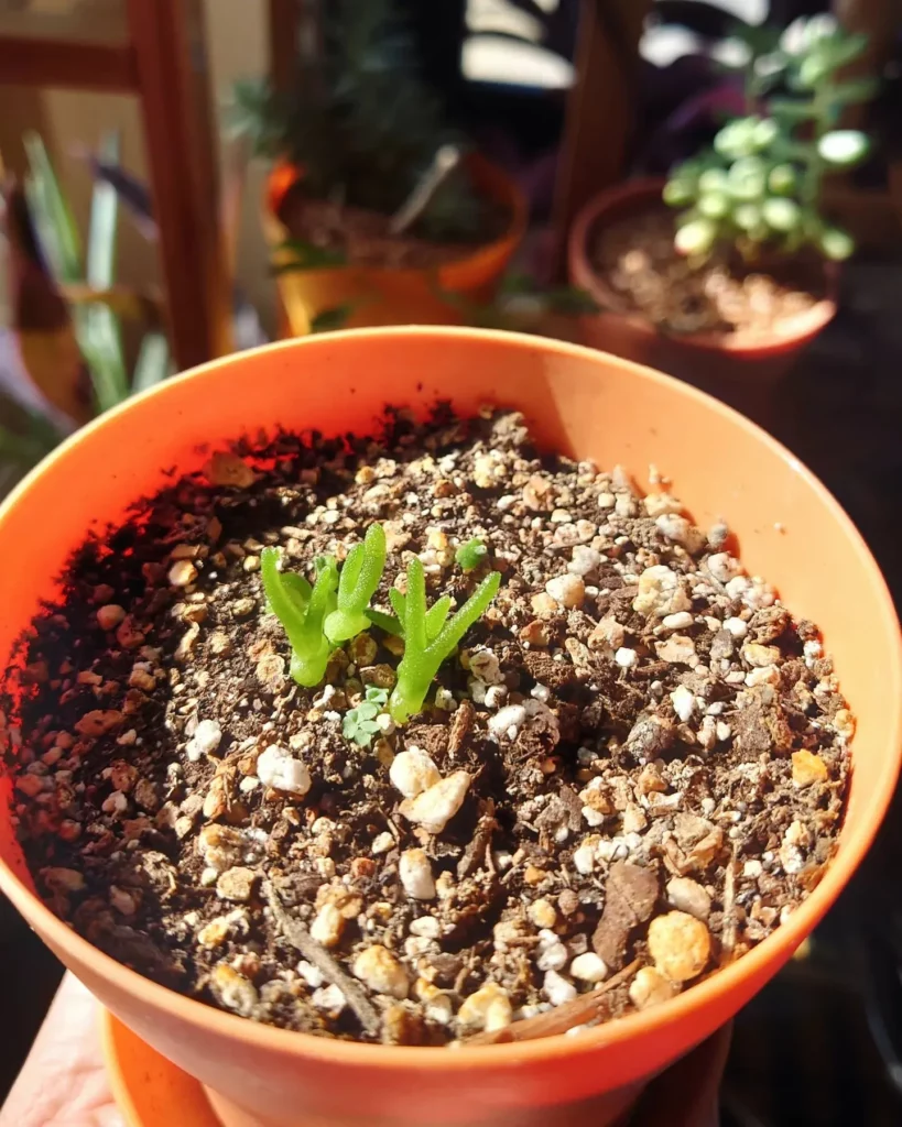 2" Tall Bunny Succulent In Round Plastic Pot