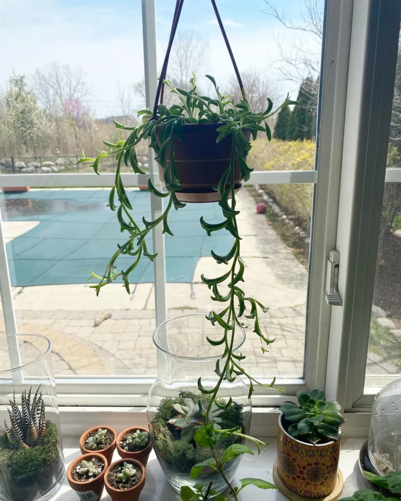 Bunny Succulent Displayed with Other Indoor Plants at Home Garden Area