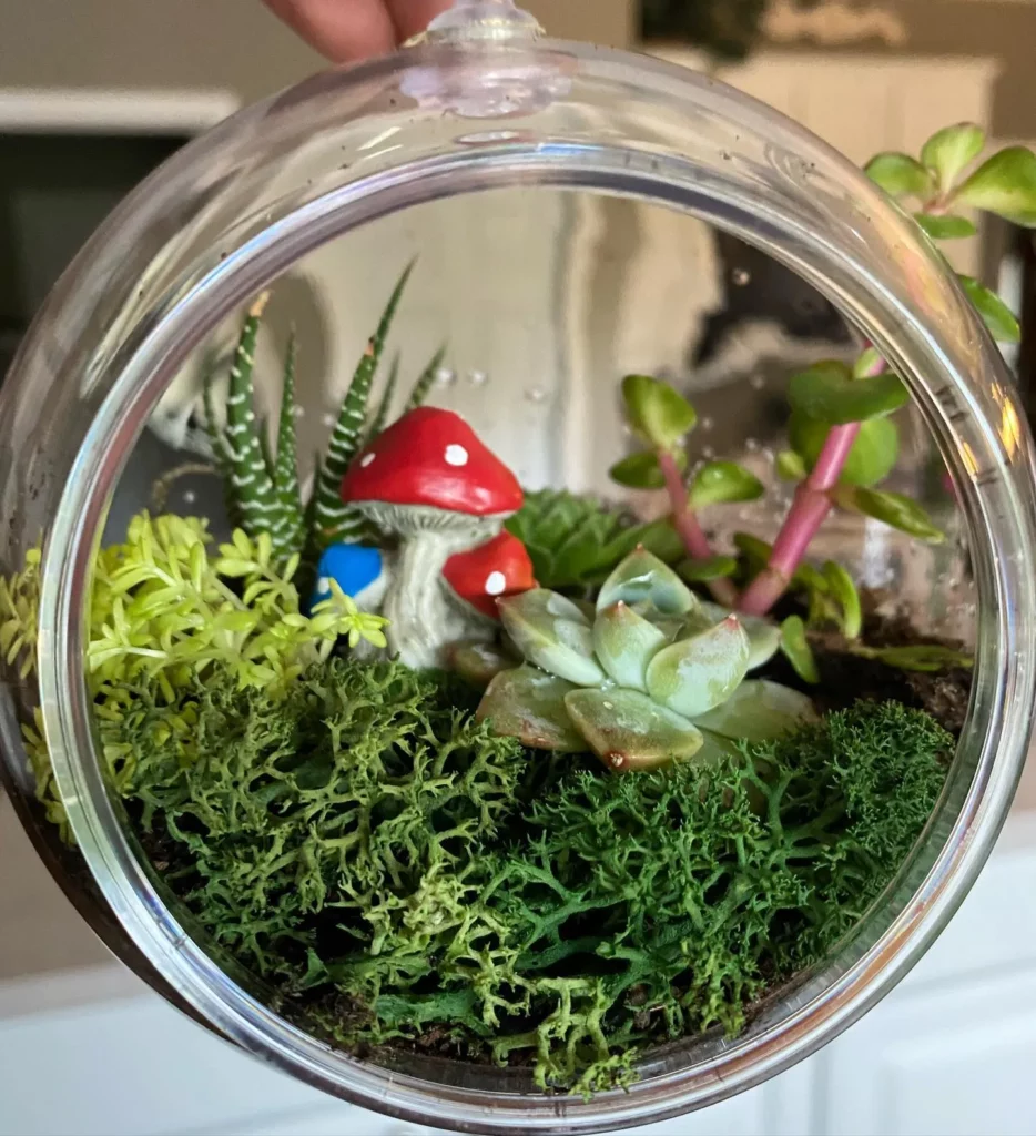 Bunny Succulent Growing with Other Plants In Glass Pot at Home Garden Area