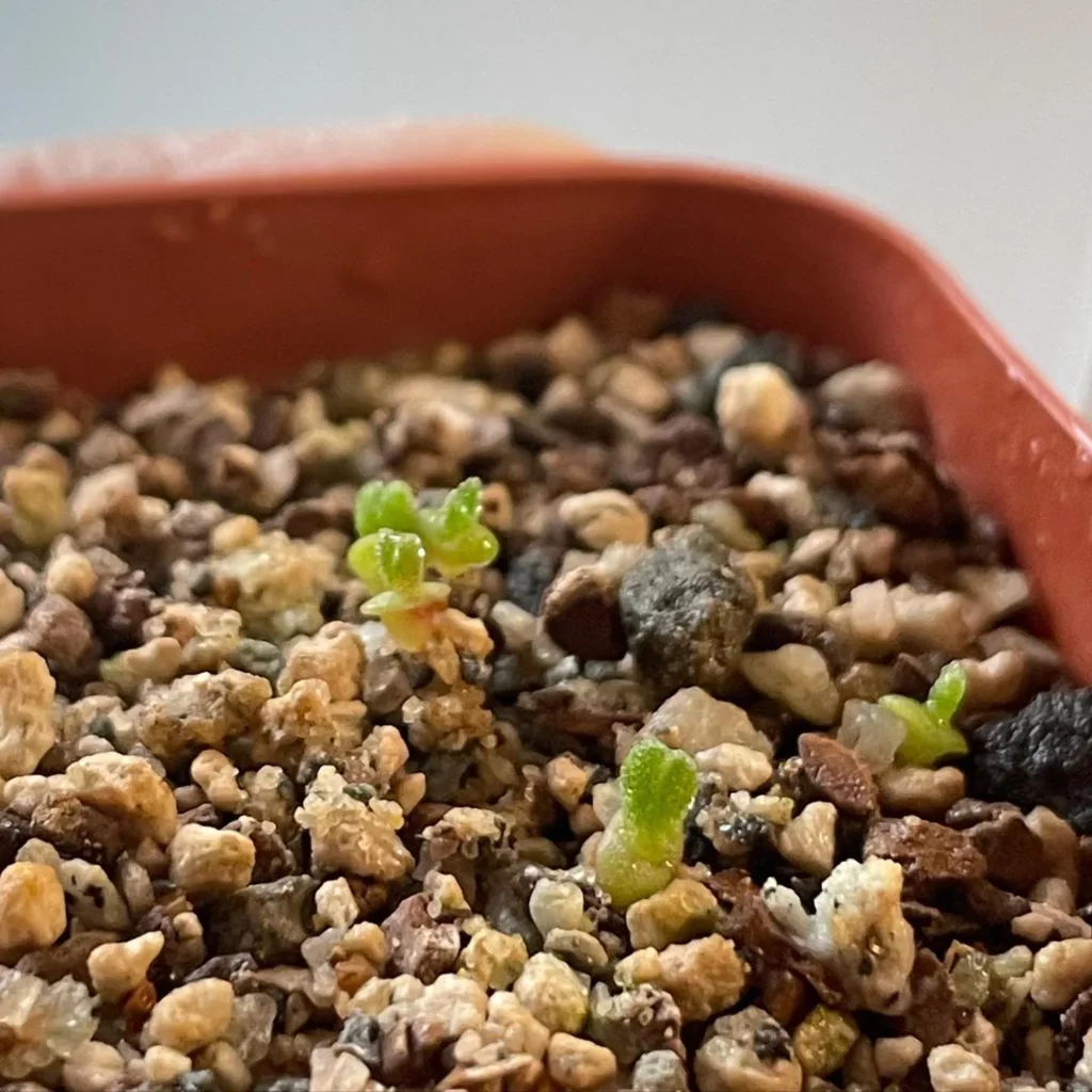 Close up Photo of Small Bunny Succulents Growing In Square Shape Pot