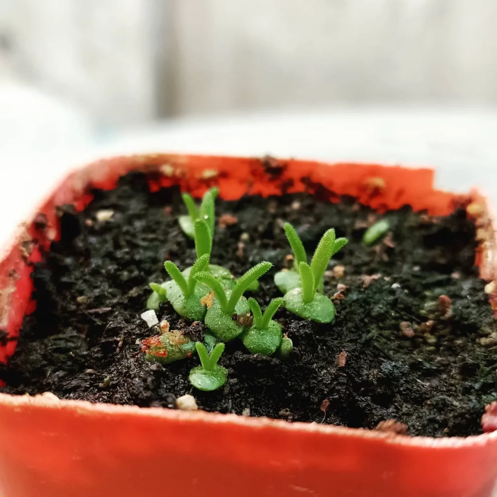 Bunny Succulents In Square Shape Pot