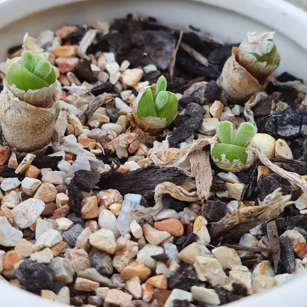 Bunny Succulents In White Round Pot