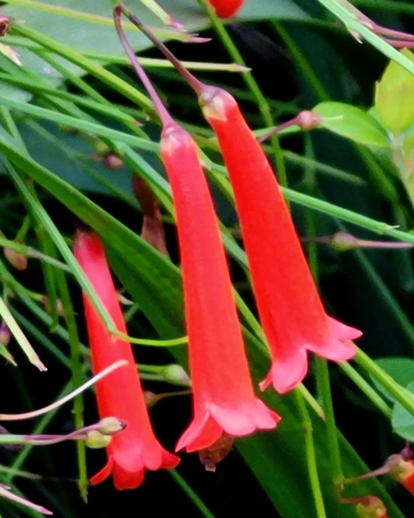 Coral Plant Flowers