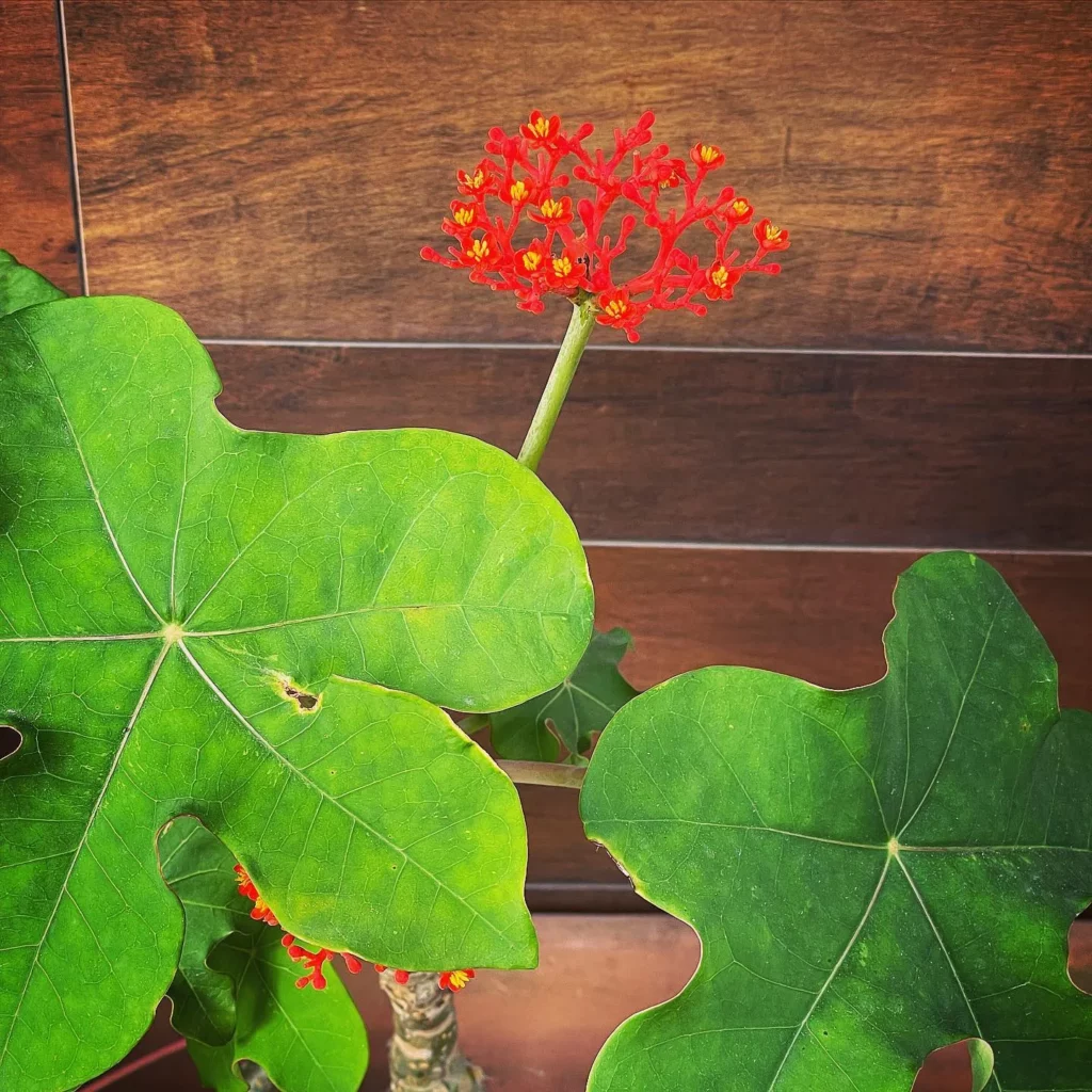 Blooming Coral Plant with Striking Red Flower