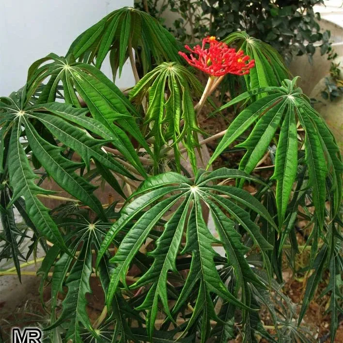 Blooming Coral Plant at Home Garden Area