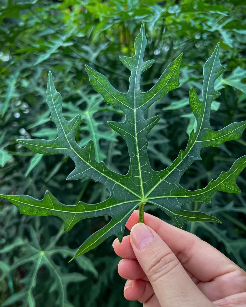 Close View of Coral Plant Leaf In Human Hand
