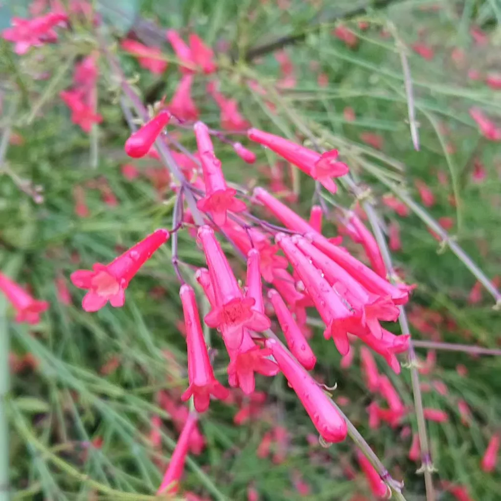 Close View of Coral Plant Flowers