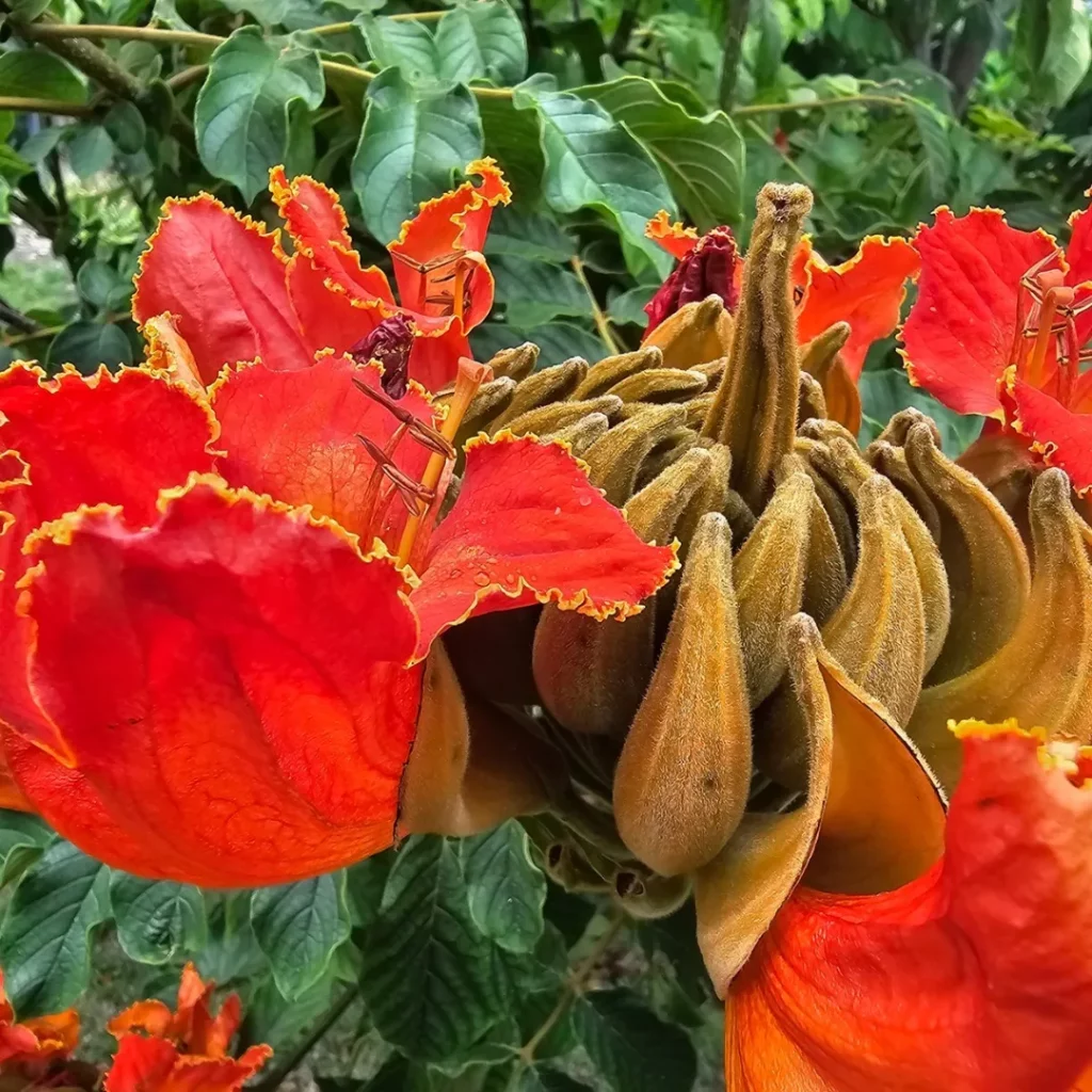 Coral Plant at Garden Area with Other Plants