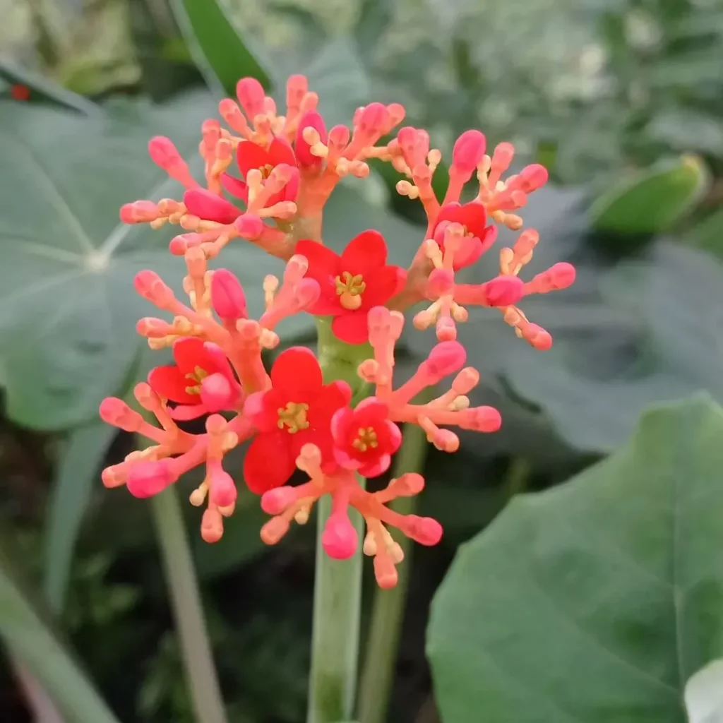Close up Photo of Coral Plant Flowers