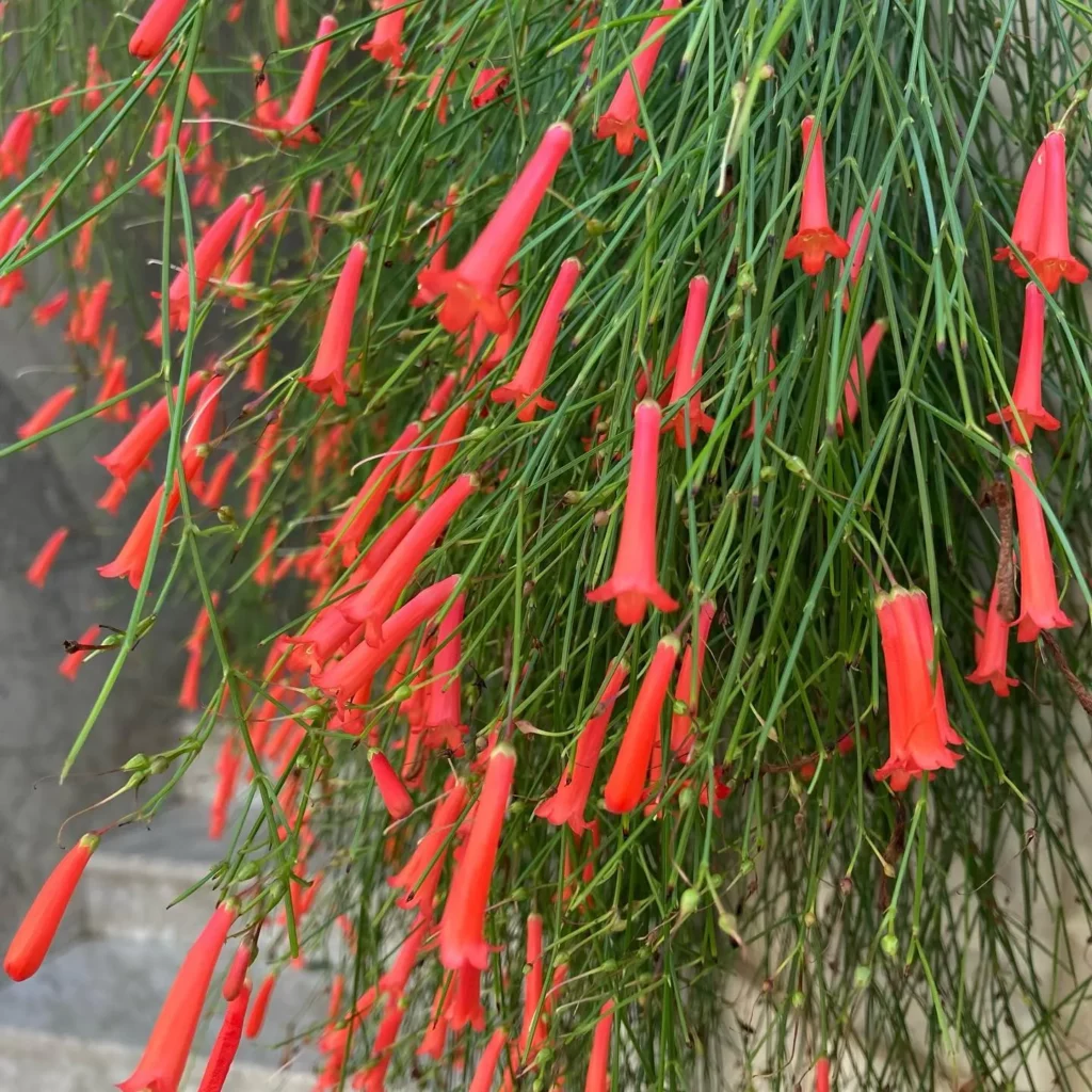 Close View of Blooming Coral Plant with Red Flowers