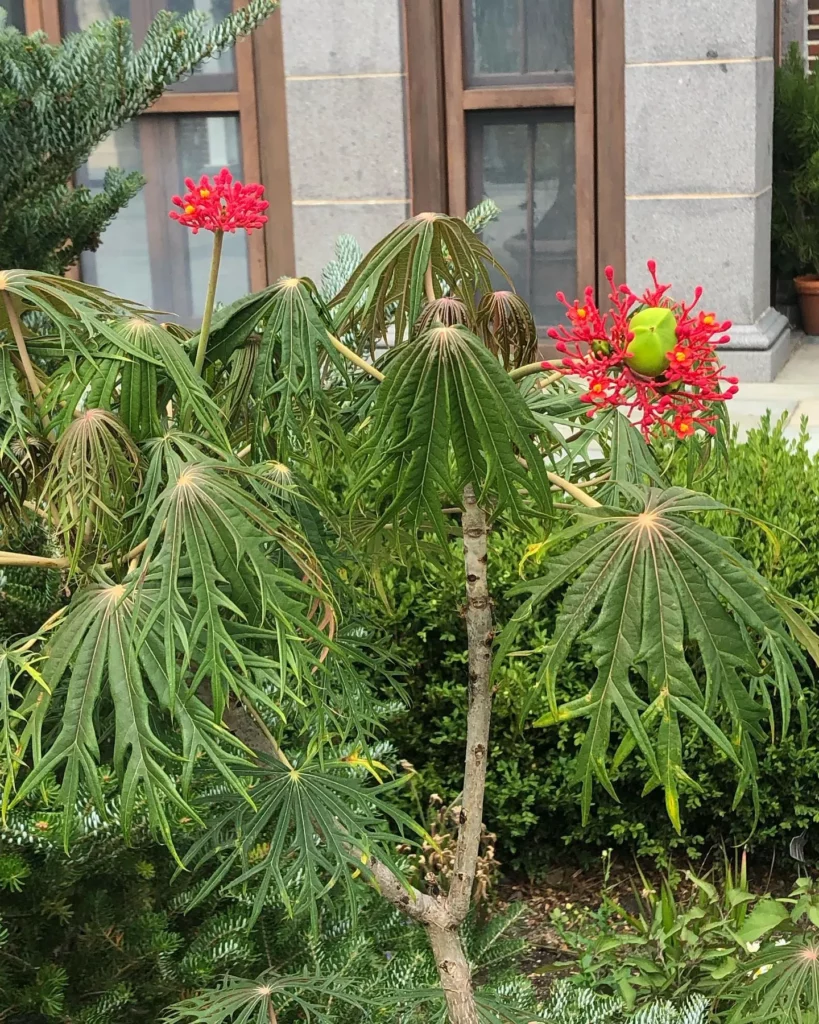 Coral Plant with Striking Flowers at Home Garden Area