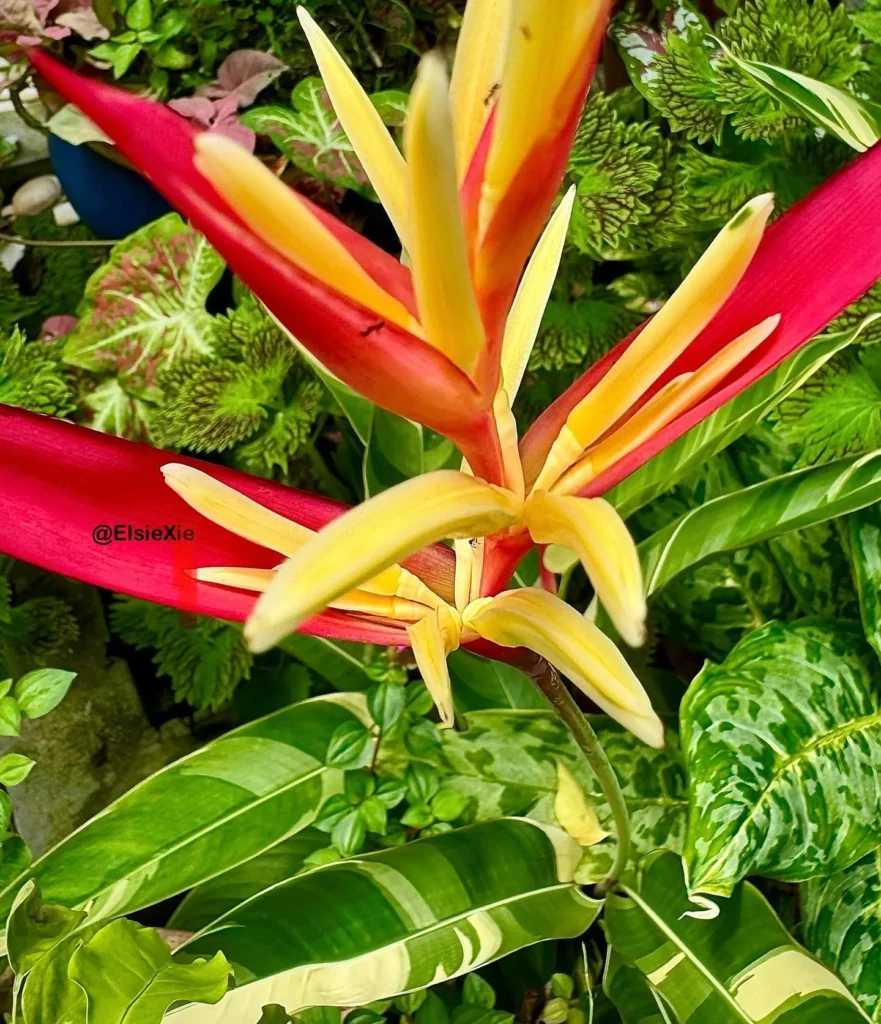 Top View of Blooming Coral Plant Growing along with Other Indoor Plants at Garden