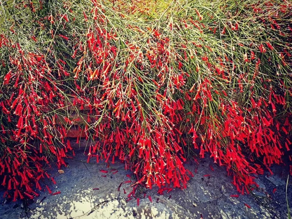 Group of Blooming Coral Plants Growing at Garden Area