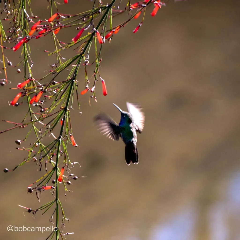 Blooming Coral Plant and a Small Bird Flying Nearby
