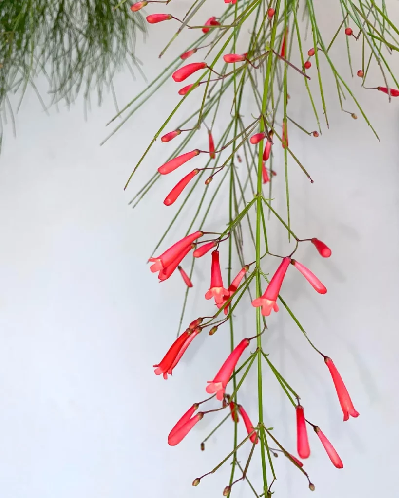 Blooming Coral Plant