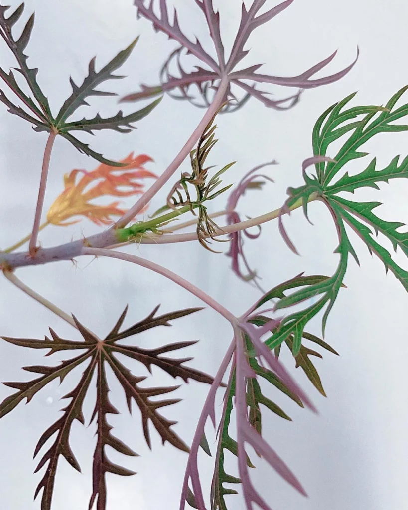 Photo of Coral Plant Leaves